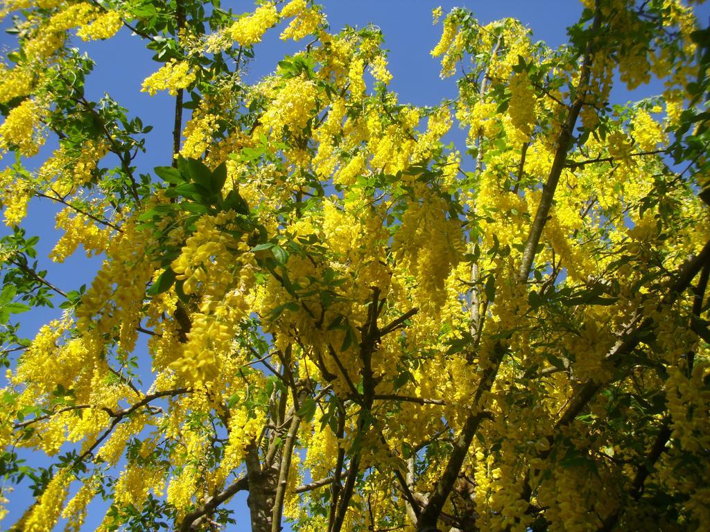 Laburnum B&B Kenmare Zewnętrze zdjęcie